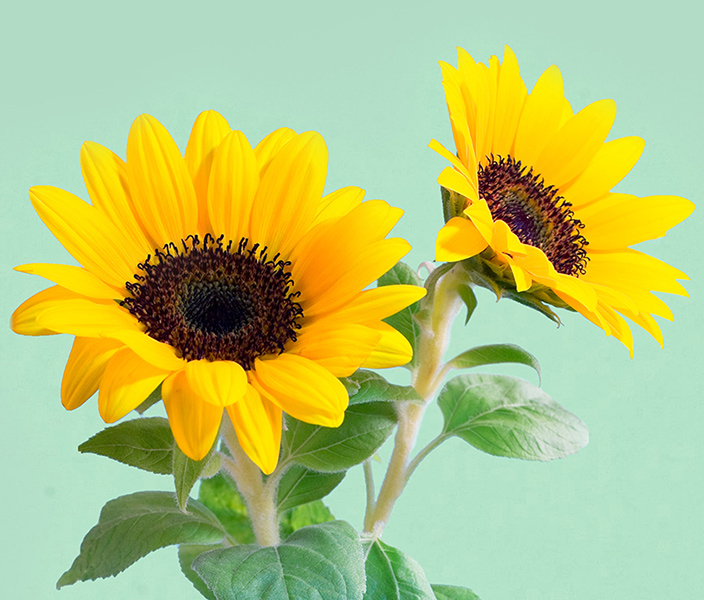 Two sunflowers on a light green background