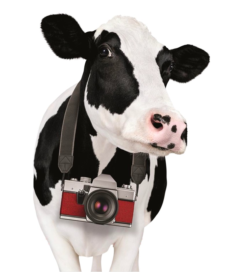 Cow Appreciation Day