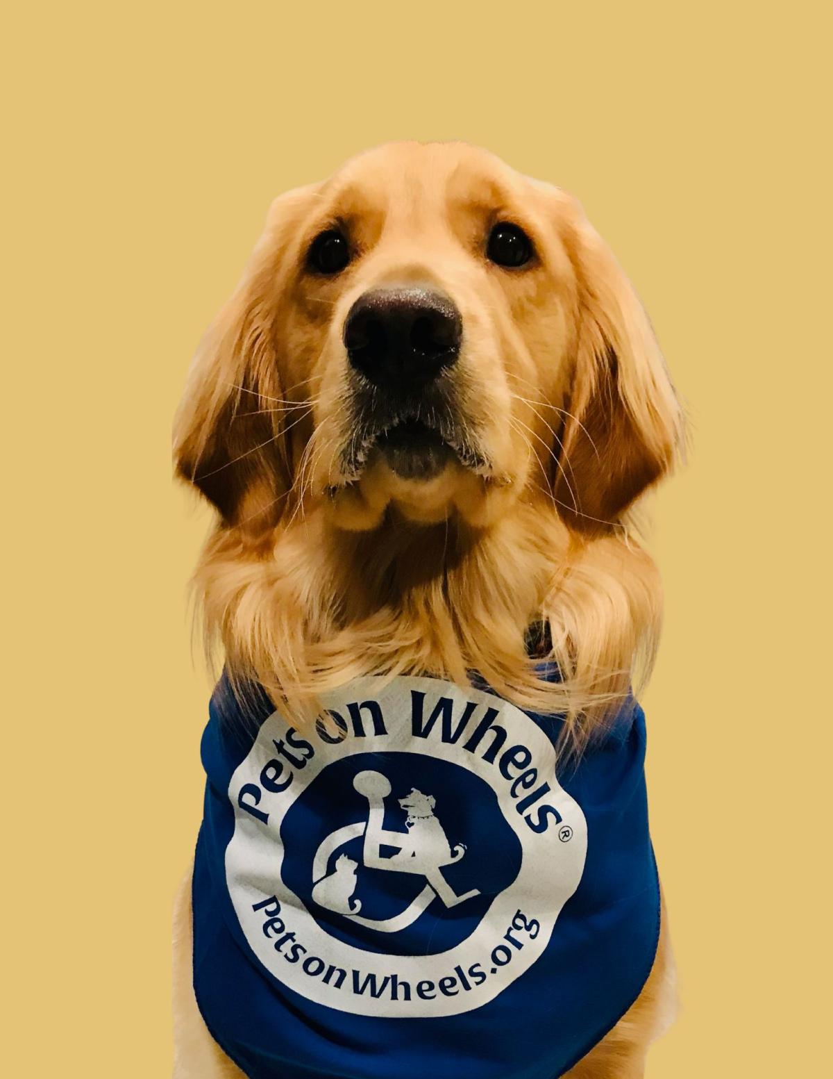 beautiful golden retriever 
