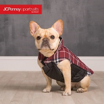 Tan french bull dog with brown, black and white check jacket.