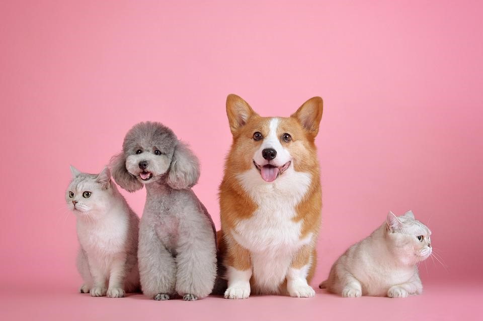 dogs and cats posing
