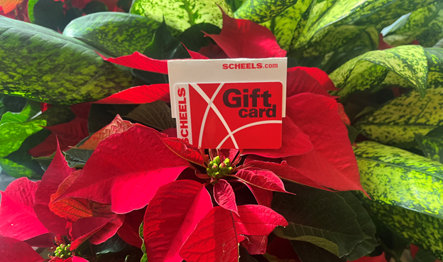 Scheels gift card sitting on a poinsettia plant. 
