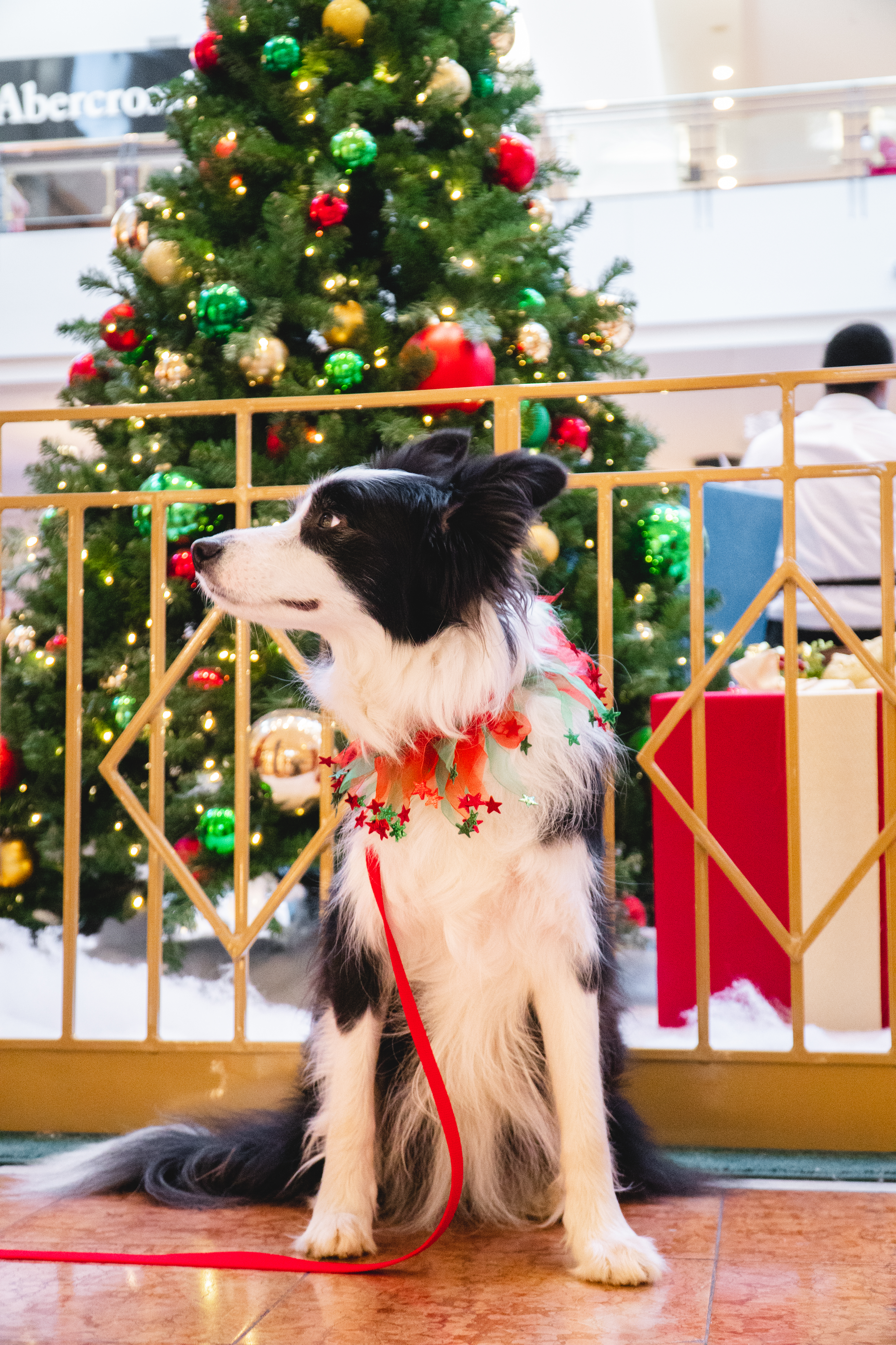 dog dressed up at christmas set for pet night.