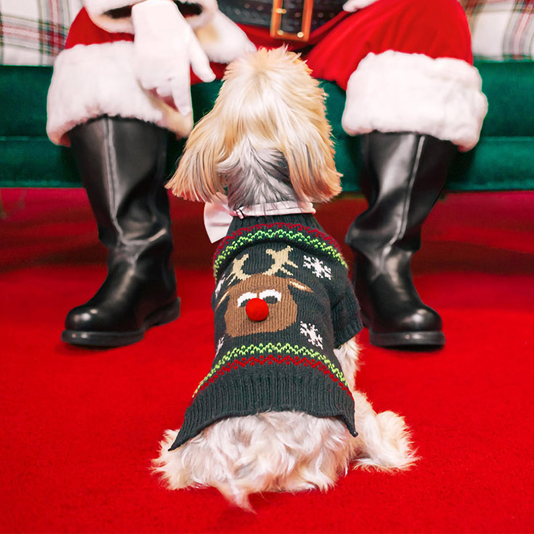 dog sitting facing santa with a rudolph sweater on