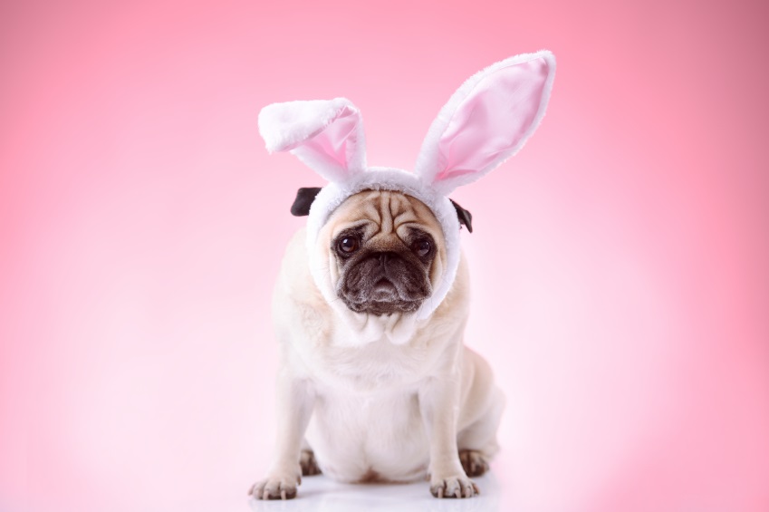 Pug dog wearing bunny ears