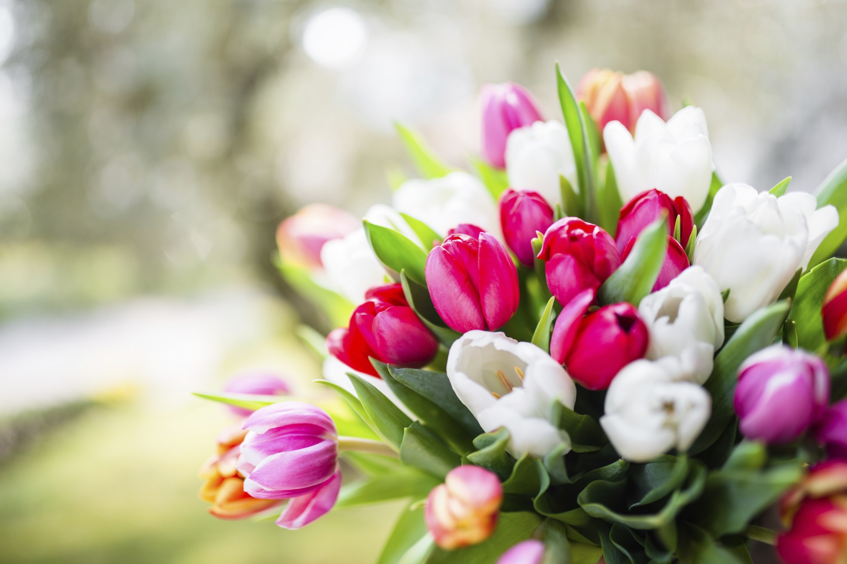 Pink tulip bouquet of flowers