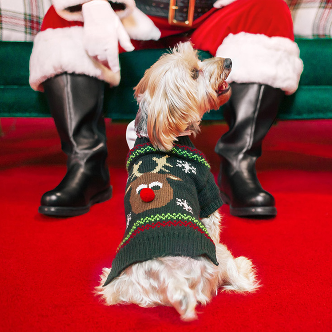 Dog wearing a reindeer sweater sitting in front of Santa