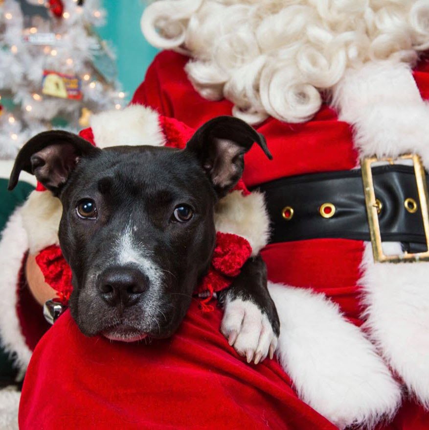 Black dog sitting on Santa's lap