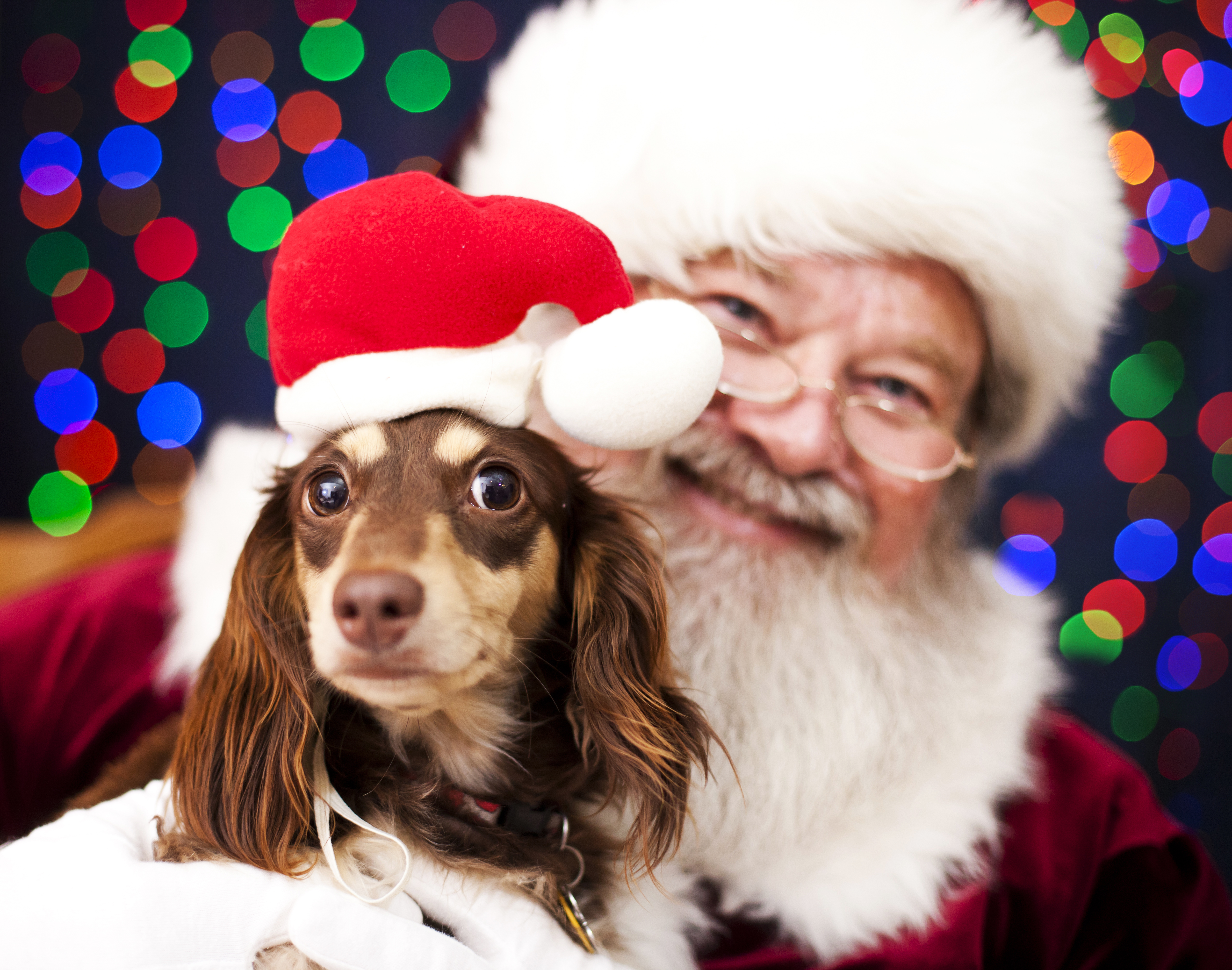 santa with a dog on his lap and blurry lights behind them