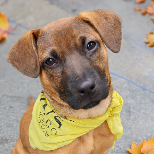 Medium sized, short haired tan puppy with ears down and forward, wearing a yellow PAWS scarf around their next. 