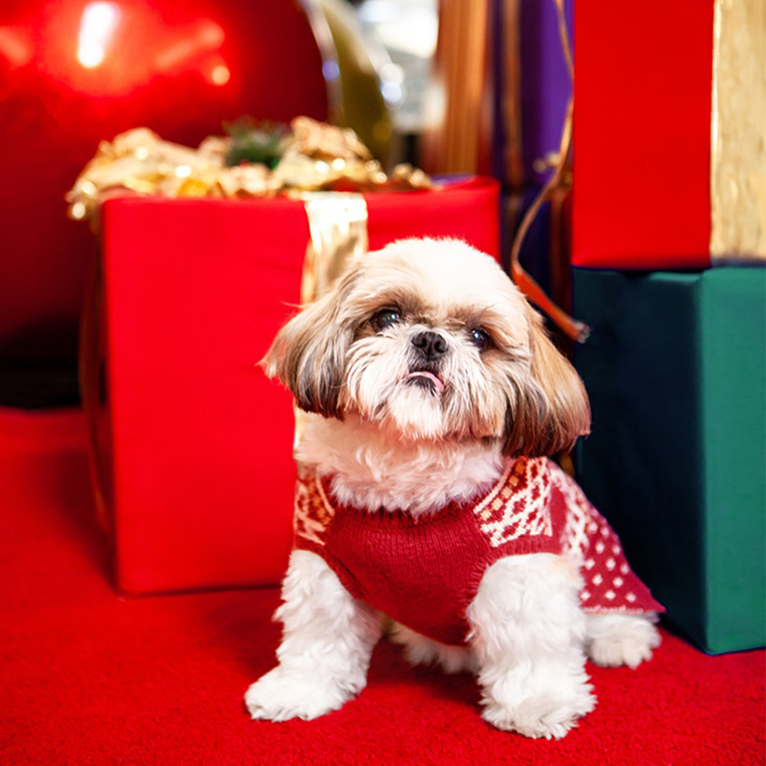 Dog with a holiday sweater