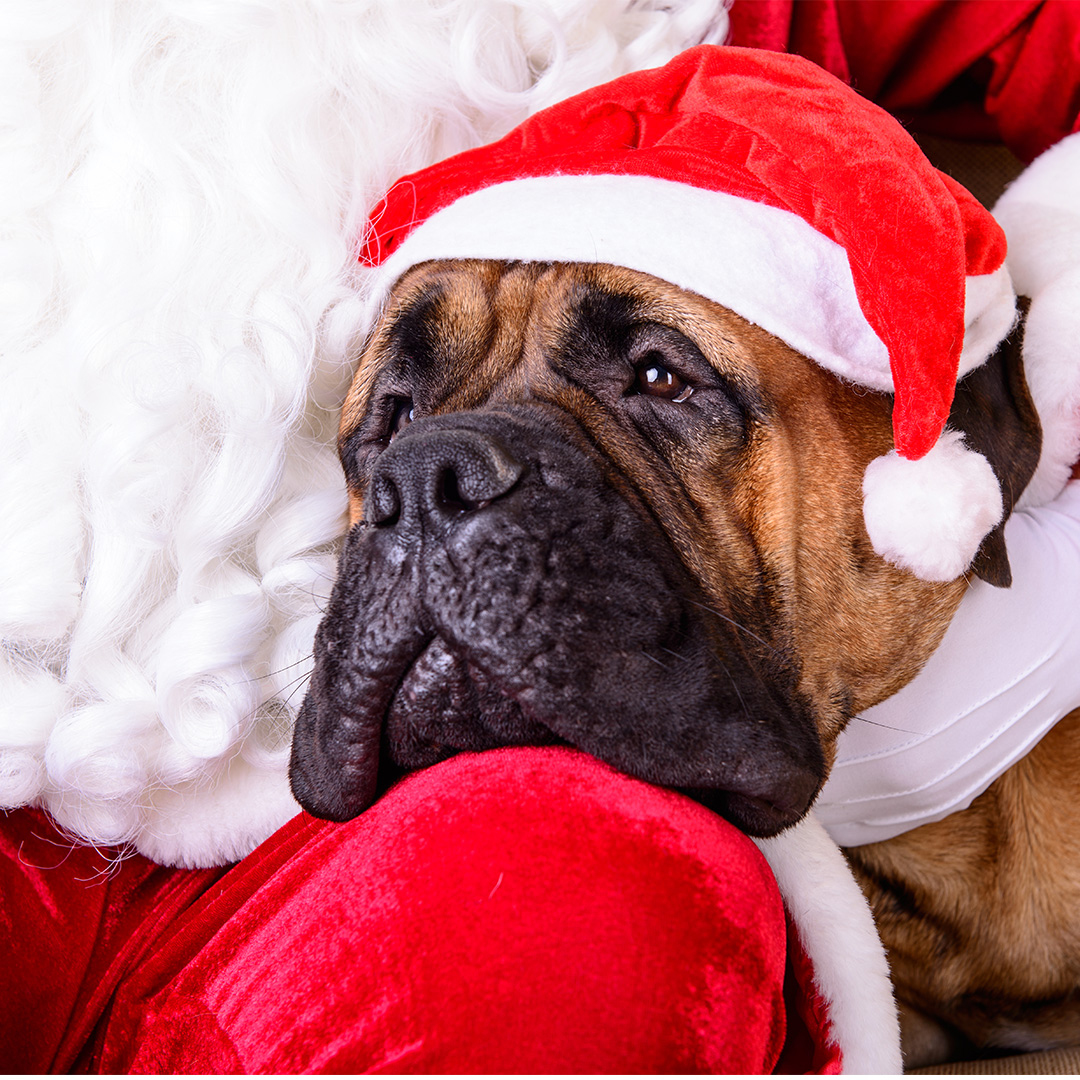 A close up of a Boxer dog with his head sitting on Santa's leg.