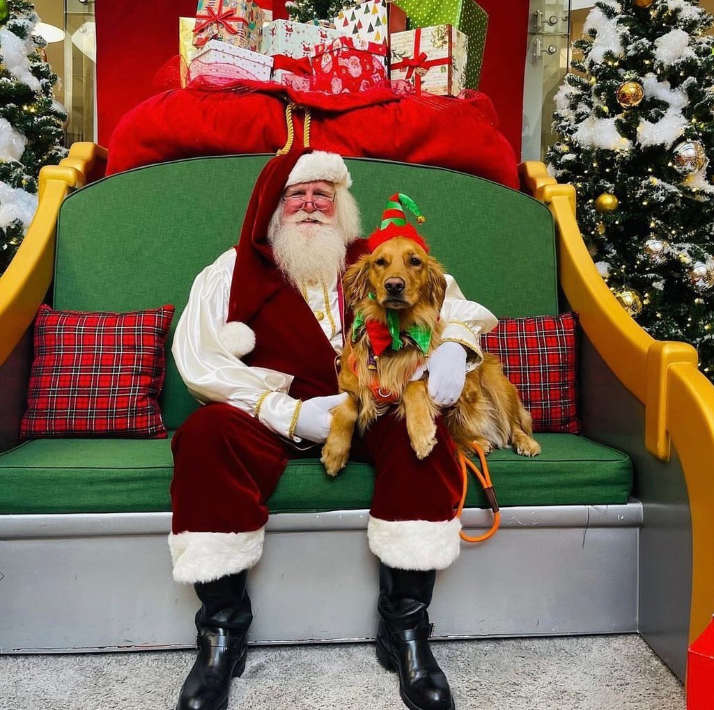 Santa Sitting in His Chair with a Golden Retriever on His Lap