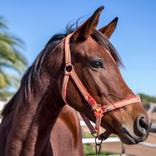 Horse with harness.