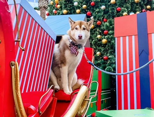 Dog on to of santa sleigh with gifts 