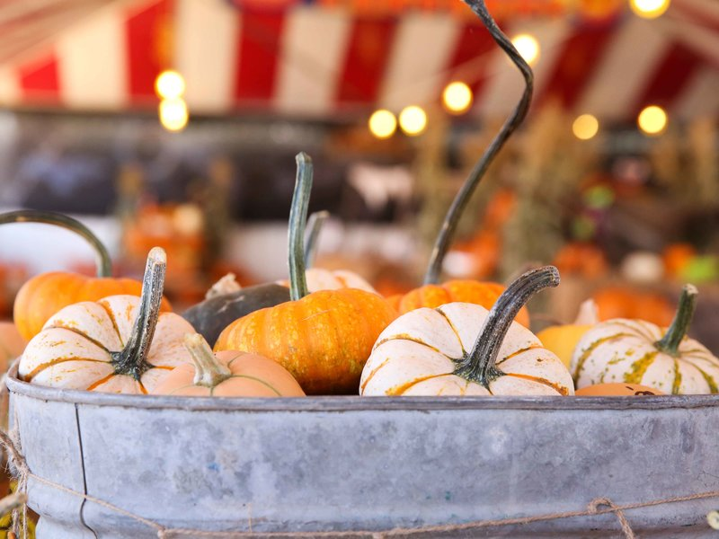 small pumpkins in a metal bucket