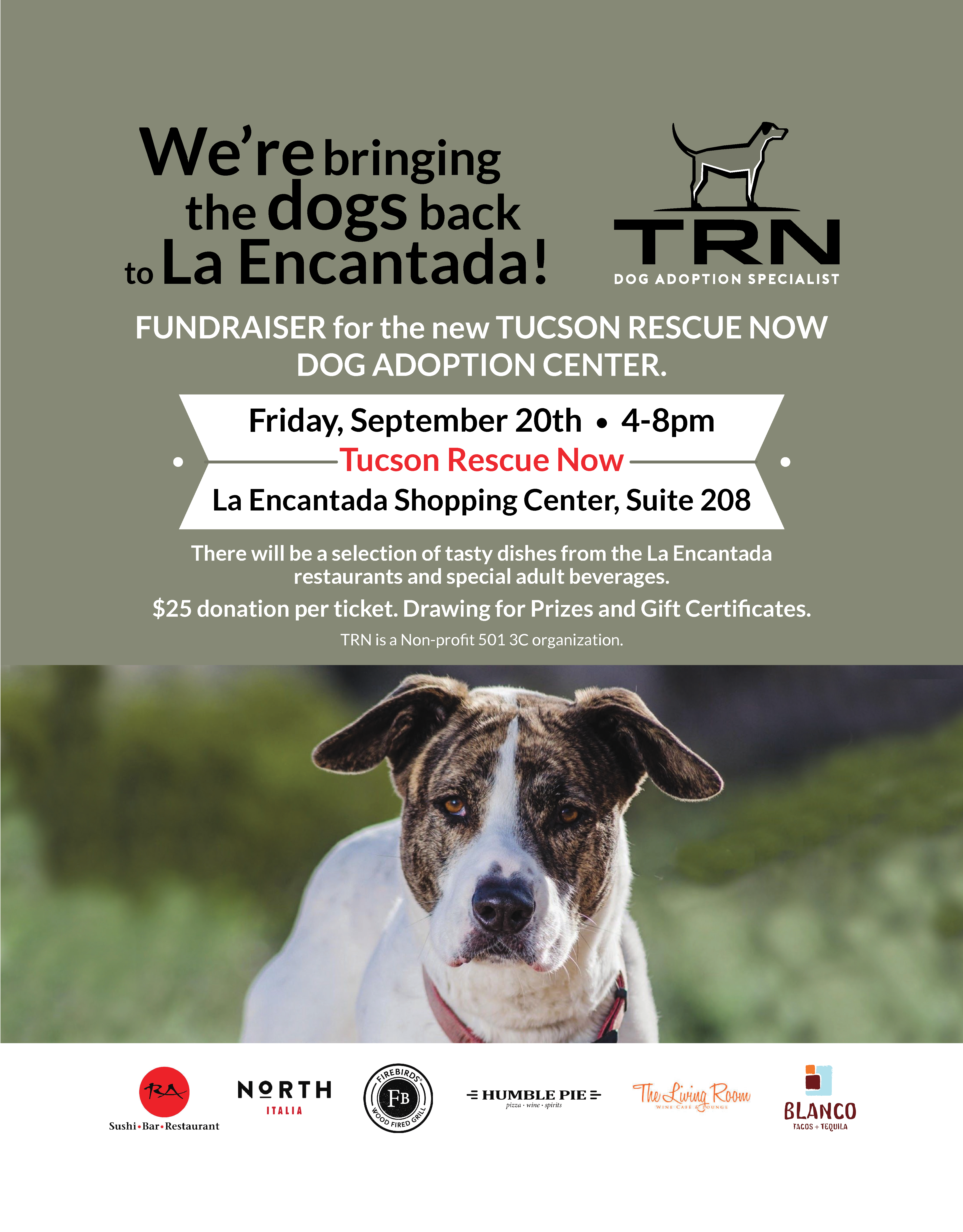 dog, dog rescue, ad, promo