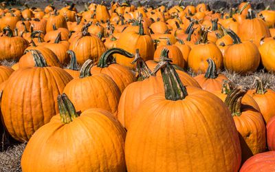 Many pumpkins.