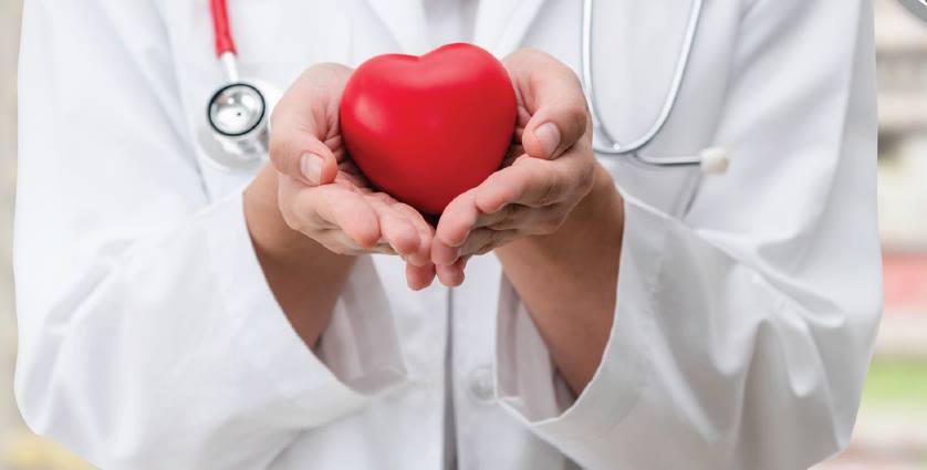 doctor holding plastic heart in hands on display