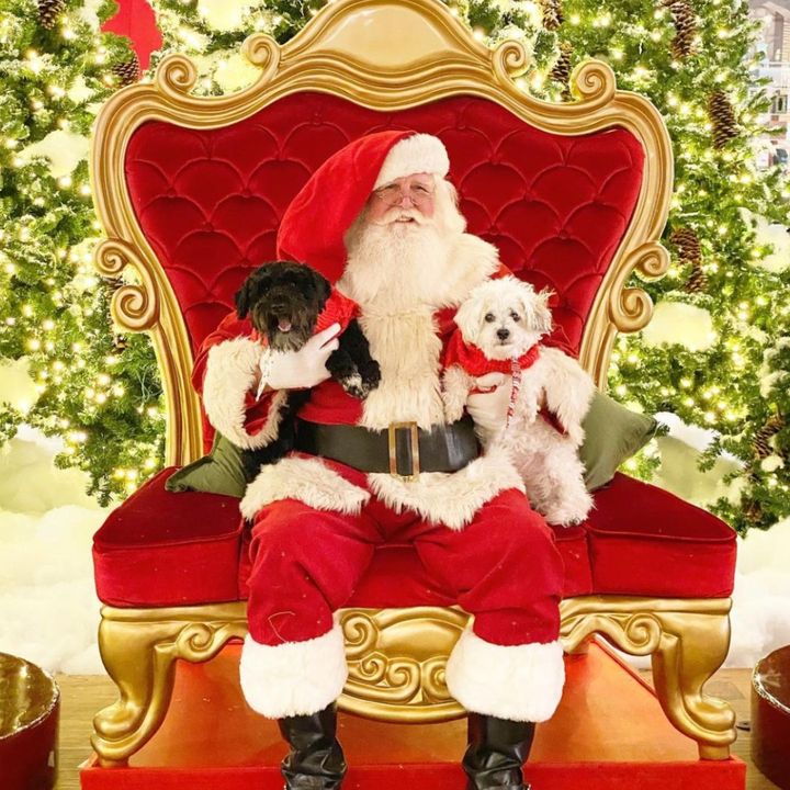 Santa on a Big Red Velvet Chair with Two Dogs on His Lap