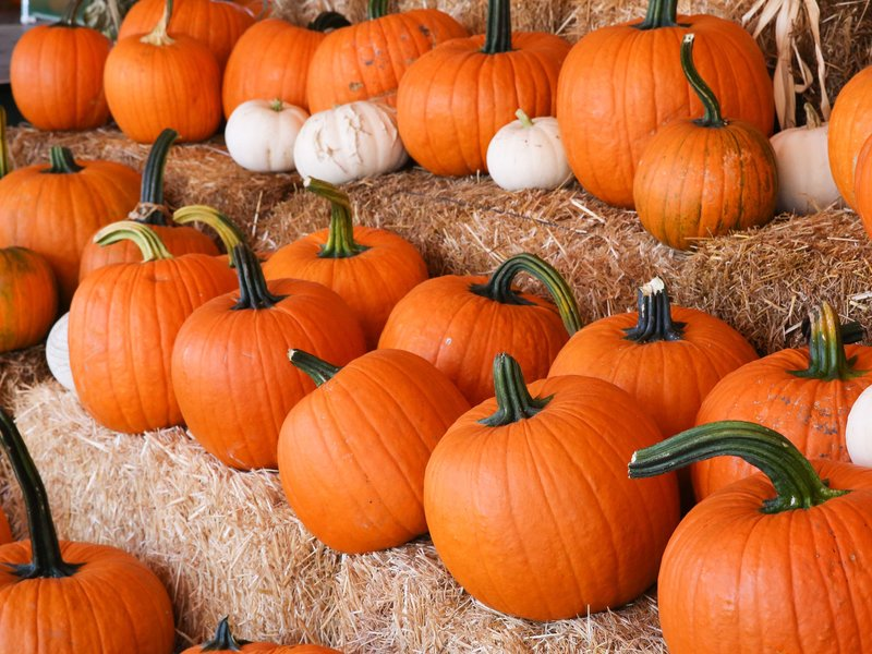 orange and white pumpkins on haystacks