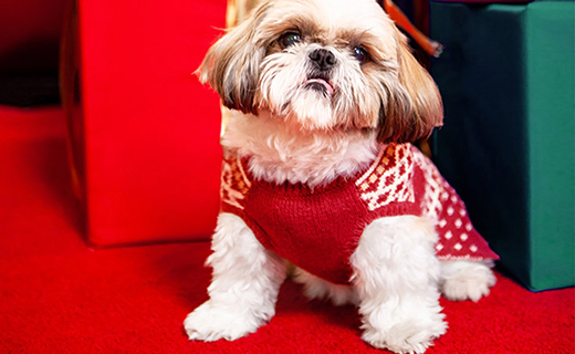 Small dog getting ready for a pic with Santa