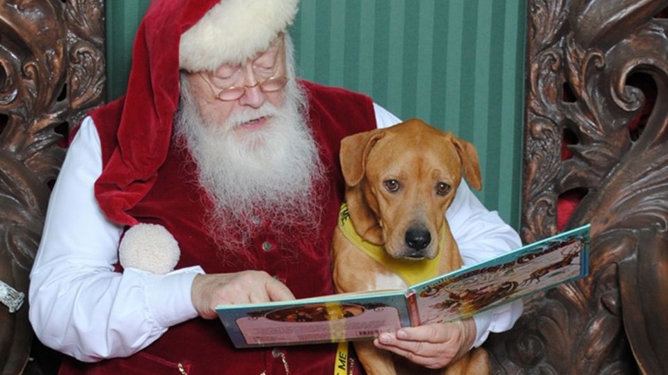 Santa reading a story to a brown dog 