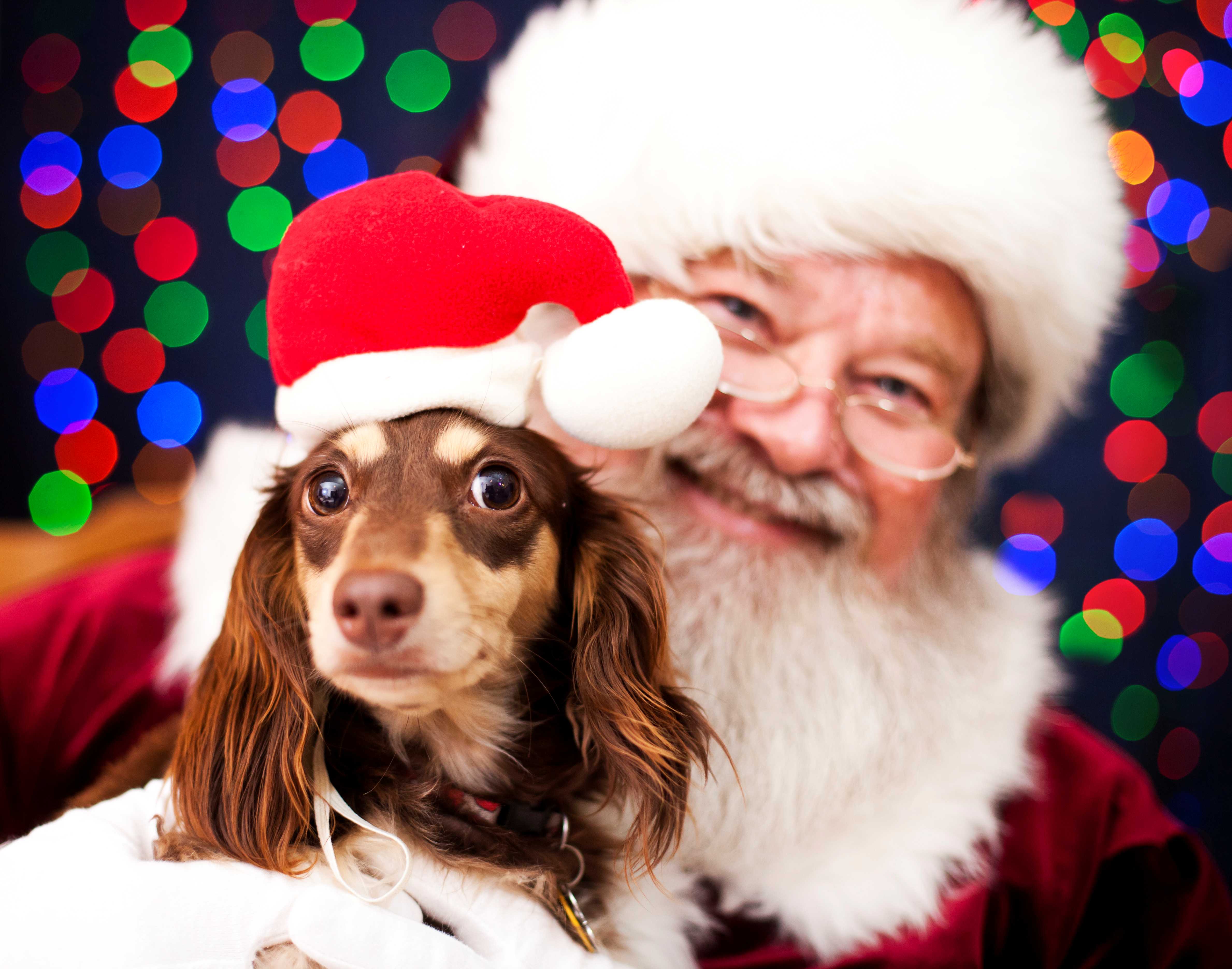 santa with a dog on his lap and blurry lights behind them