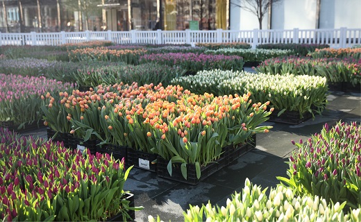 Colored Tulips