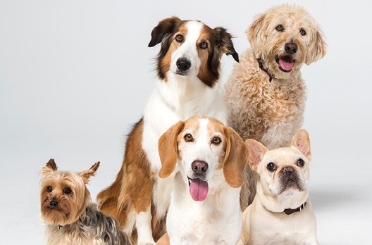 Five pups looking happy