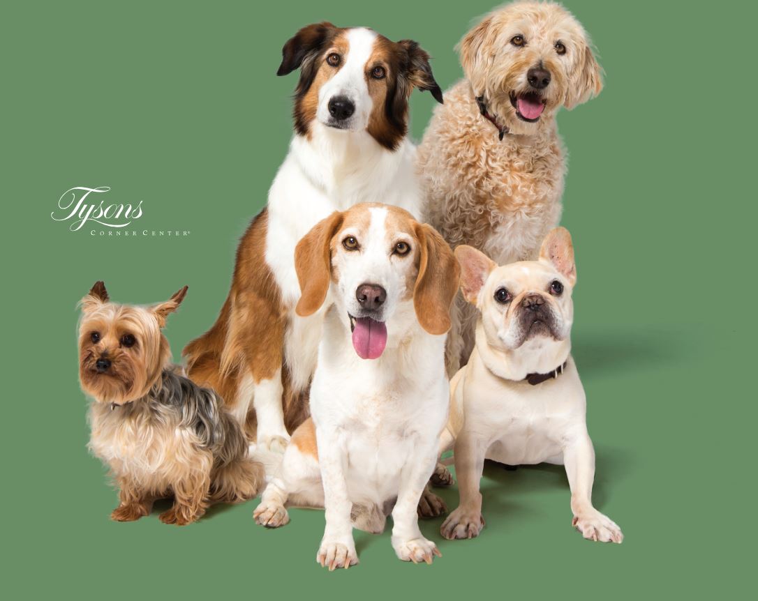 five different dog breeds sitting and looking toward the camera together 