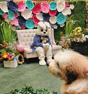 The Easter Bunny sitting on a couch and looking at a dog.