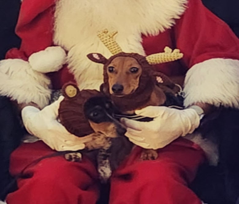 Two little dogs dressed in reindeer costumes, sitting on Santa's lap.