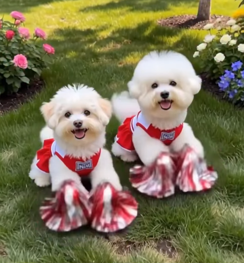 
Two white dogs in cheerleader outfits with pom poms