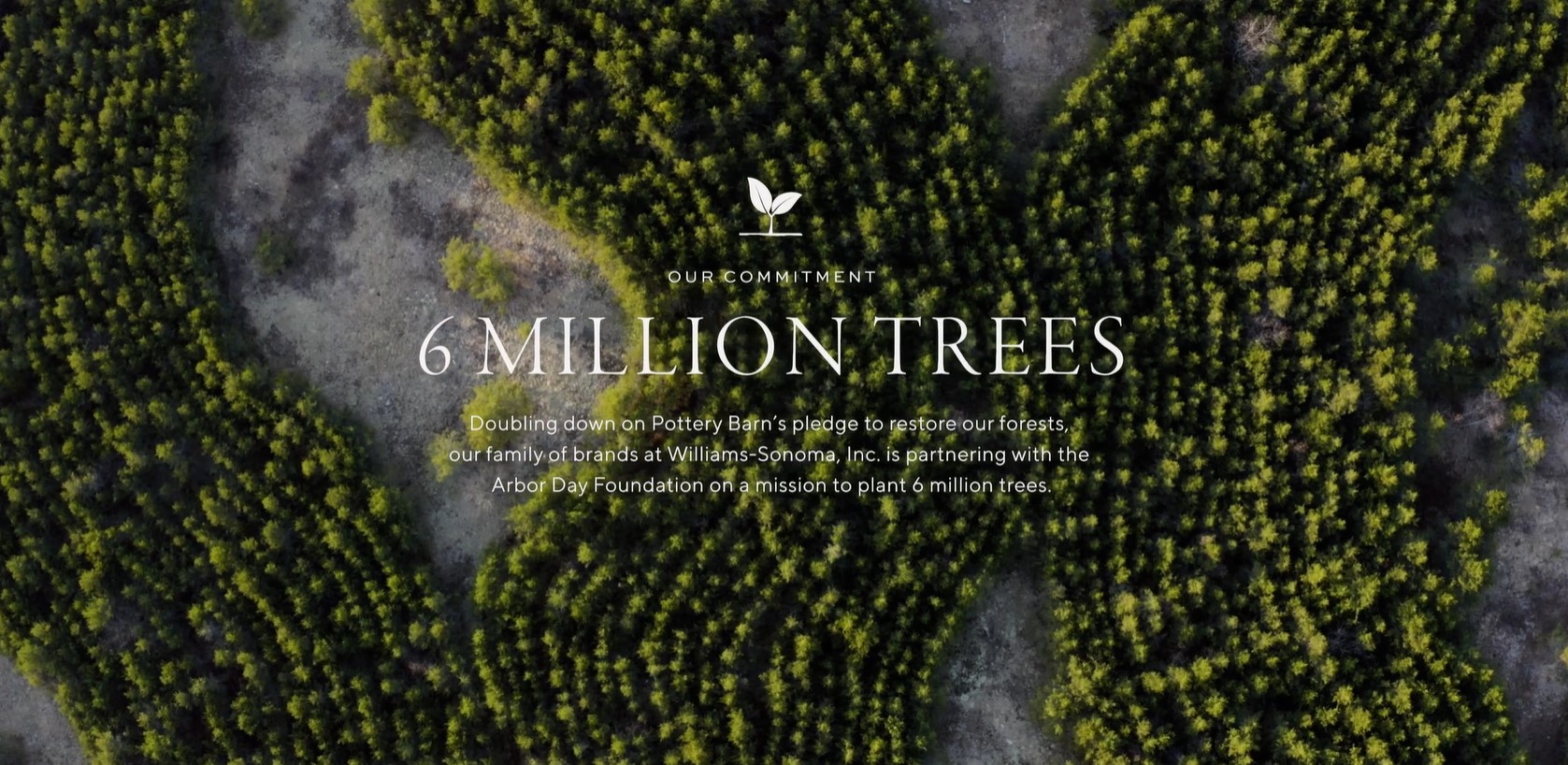 Forest of trees promoting Pottery Barn's Plant a Tree initiative
