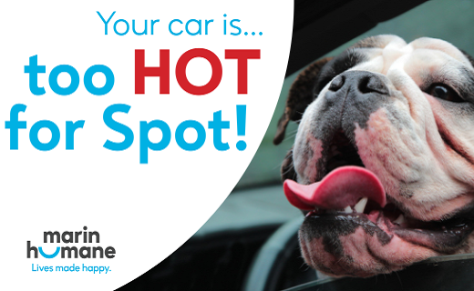 Marin Humane's reminder too Hot for spot campaign about leaving animals in cars