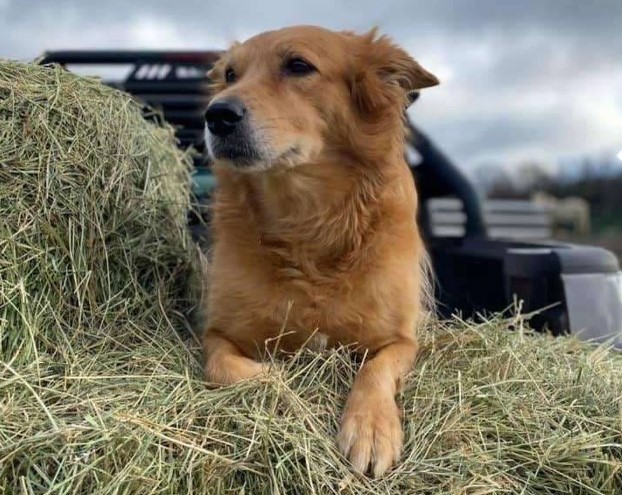  A dog laying on a stack of hay promoting the Wiley's Wish Dog Adoption Meet & Greet event