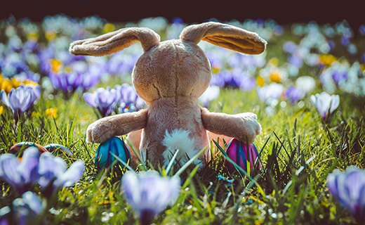 Stuffed bunny toy in a field of flowers