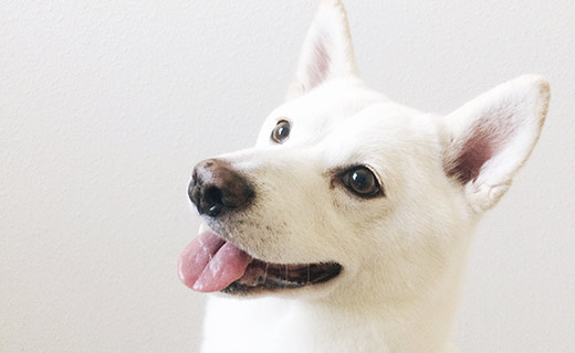 white dog with tongue out