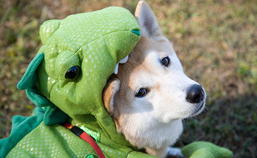 Image of white dog in a halloween costume