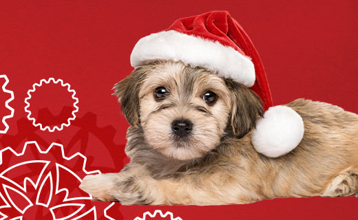 puppy in Santa hat posing for picture