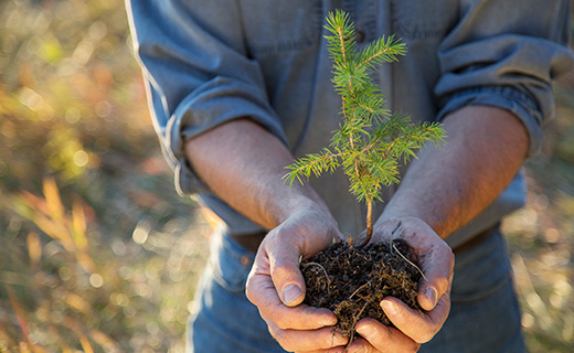 Man holding a small tree planting in his hand