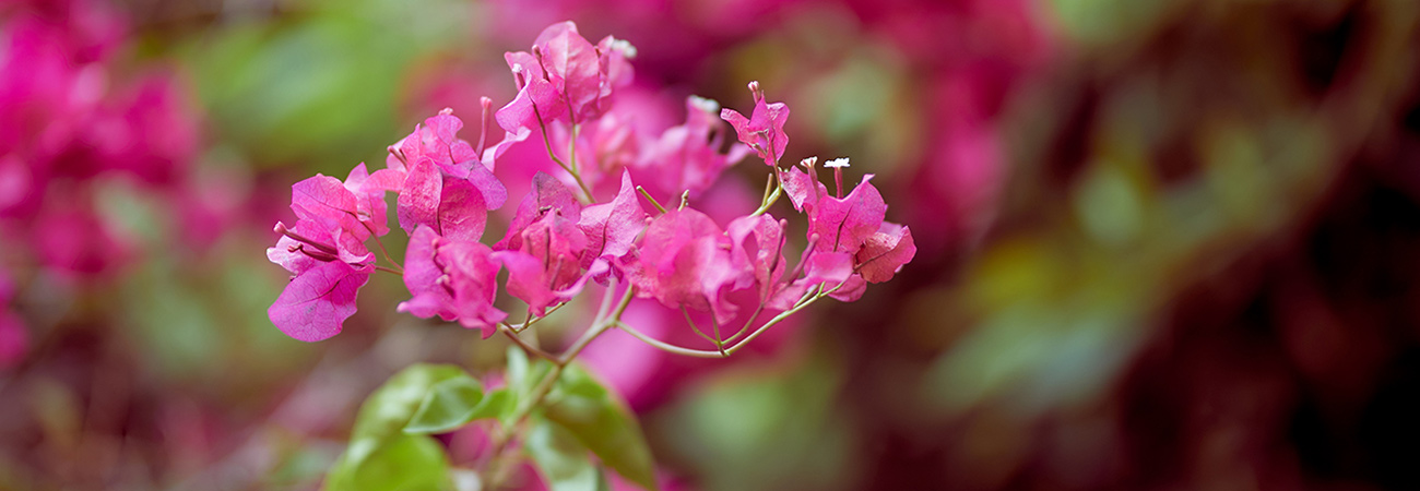 Bougainvillea blossoms