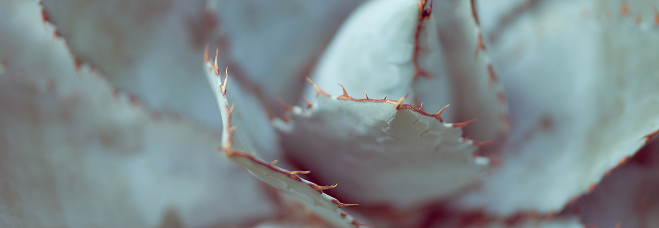 Detail of a succulent plant