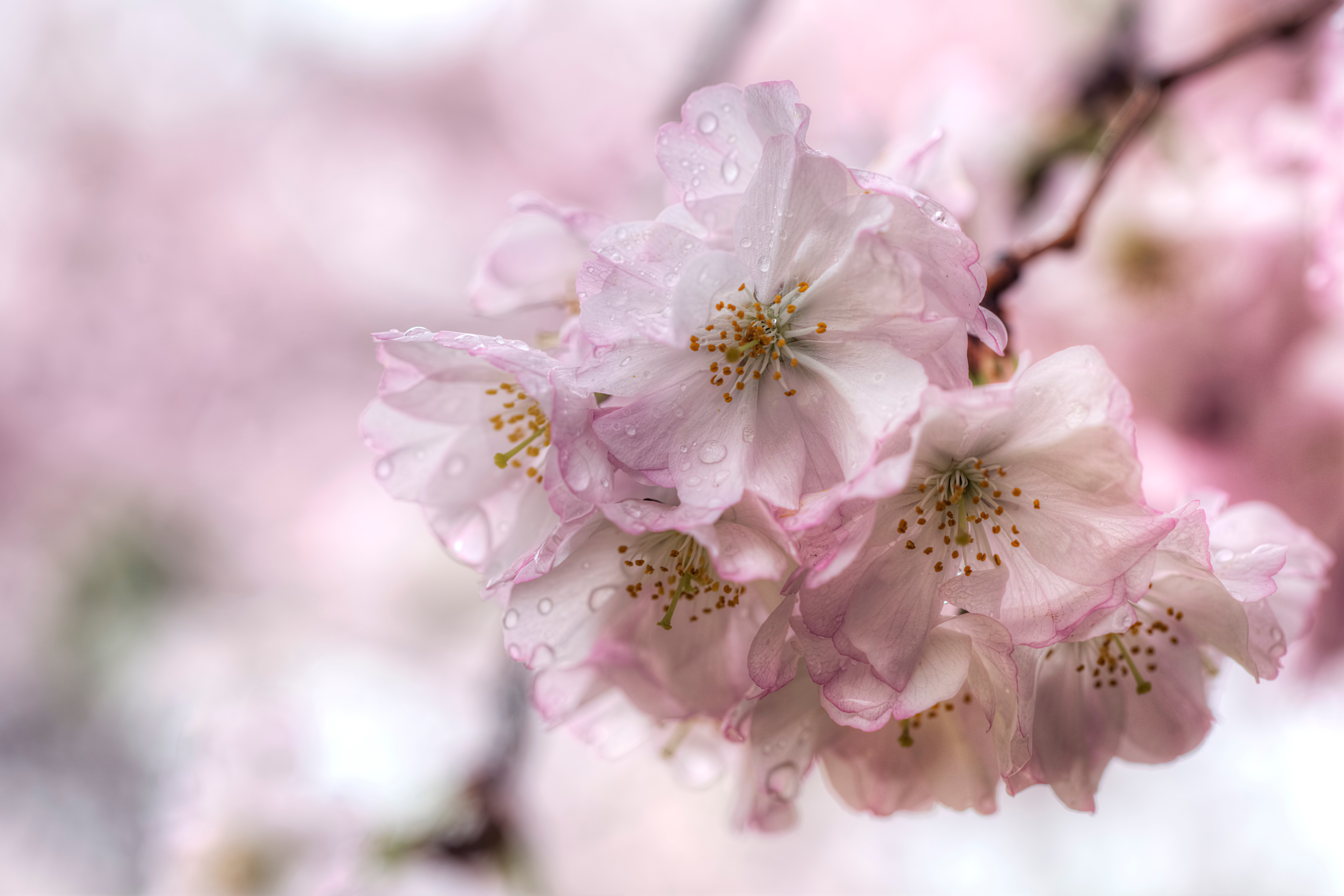 cherry blossom petal close up 