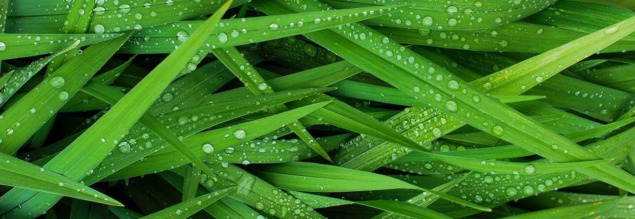 Wet blades of grass