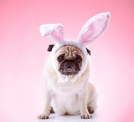 dog in bunny ears