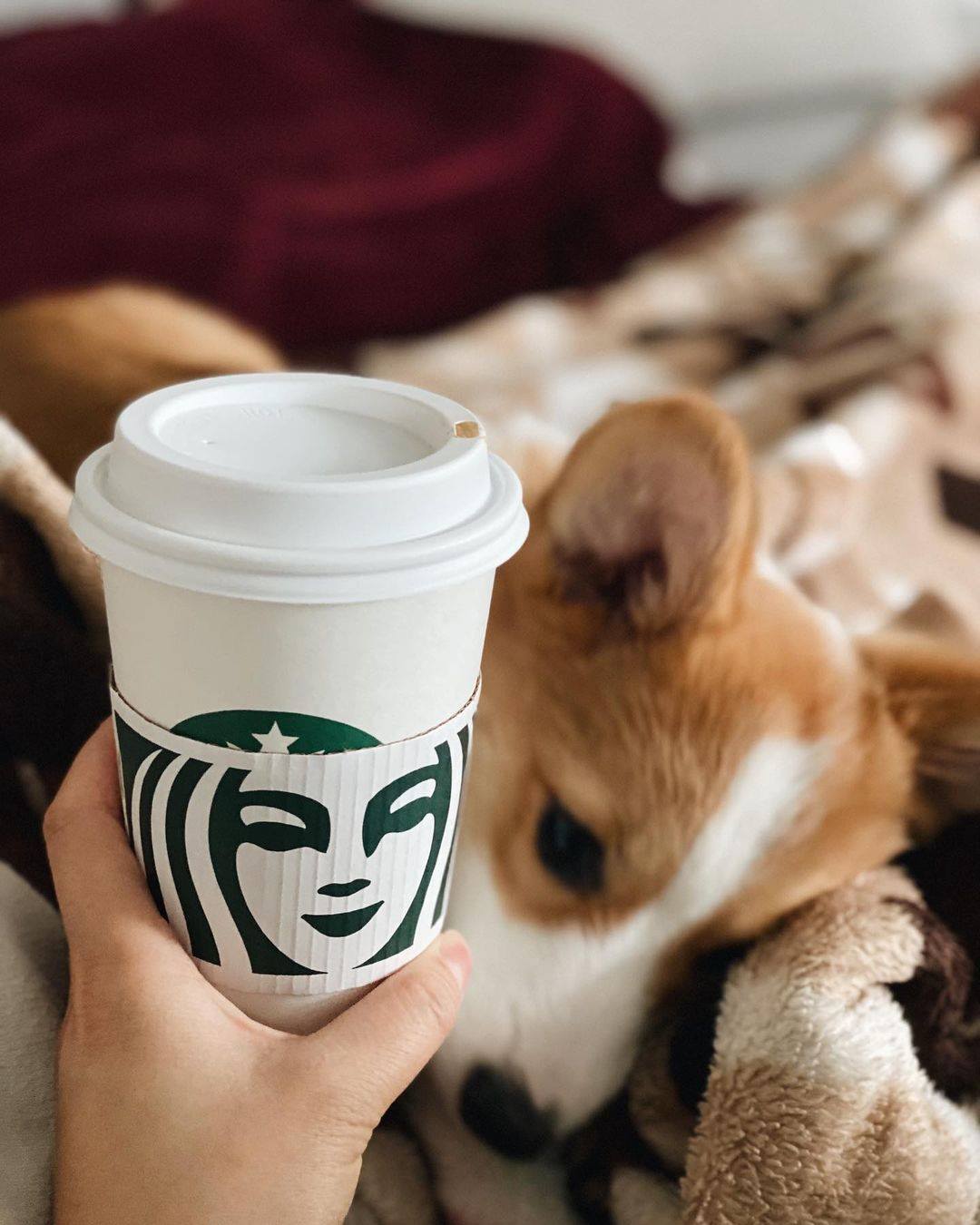 Person holding a Starbucks cup and a puppy laying on a blanket