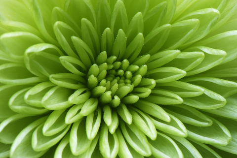 Green Flower