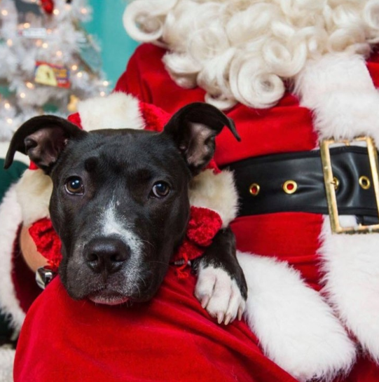 Dogs head on Santas lap